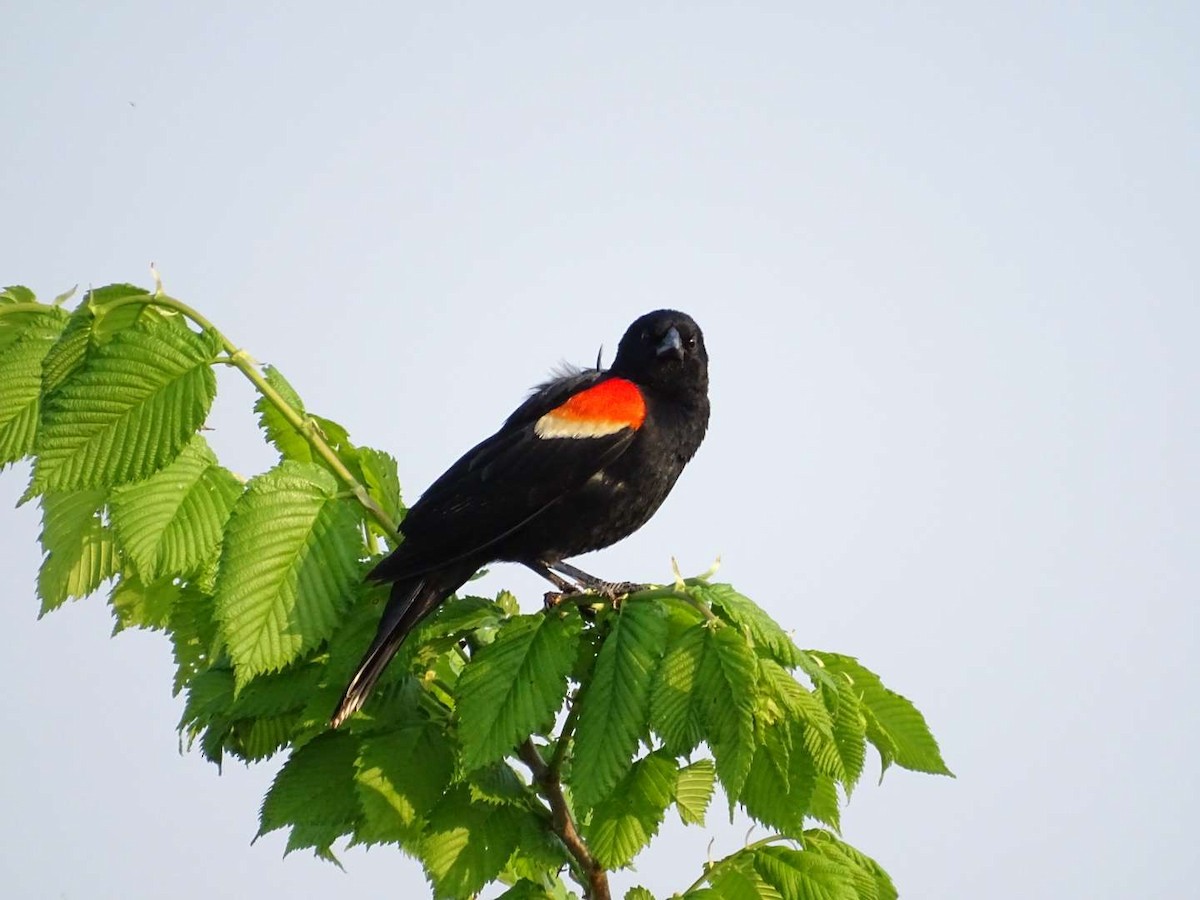 Red-winged Blackbird - Mike Roffman