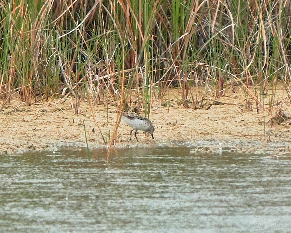 Bécasseau à croupion blanc - ML619104376