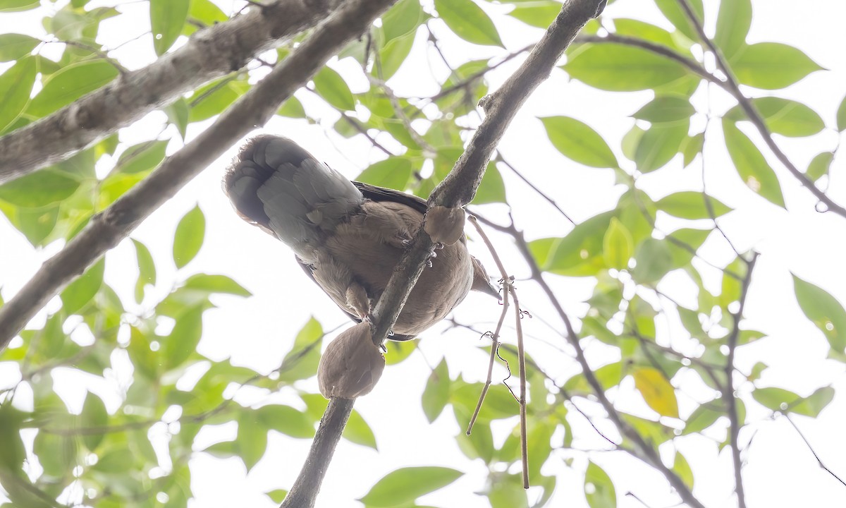 Red Collared-Dove - ML619104379