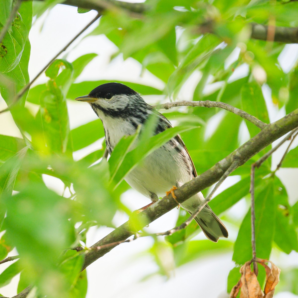 Blackpoll Warbler - ML619104390