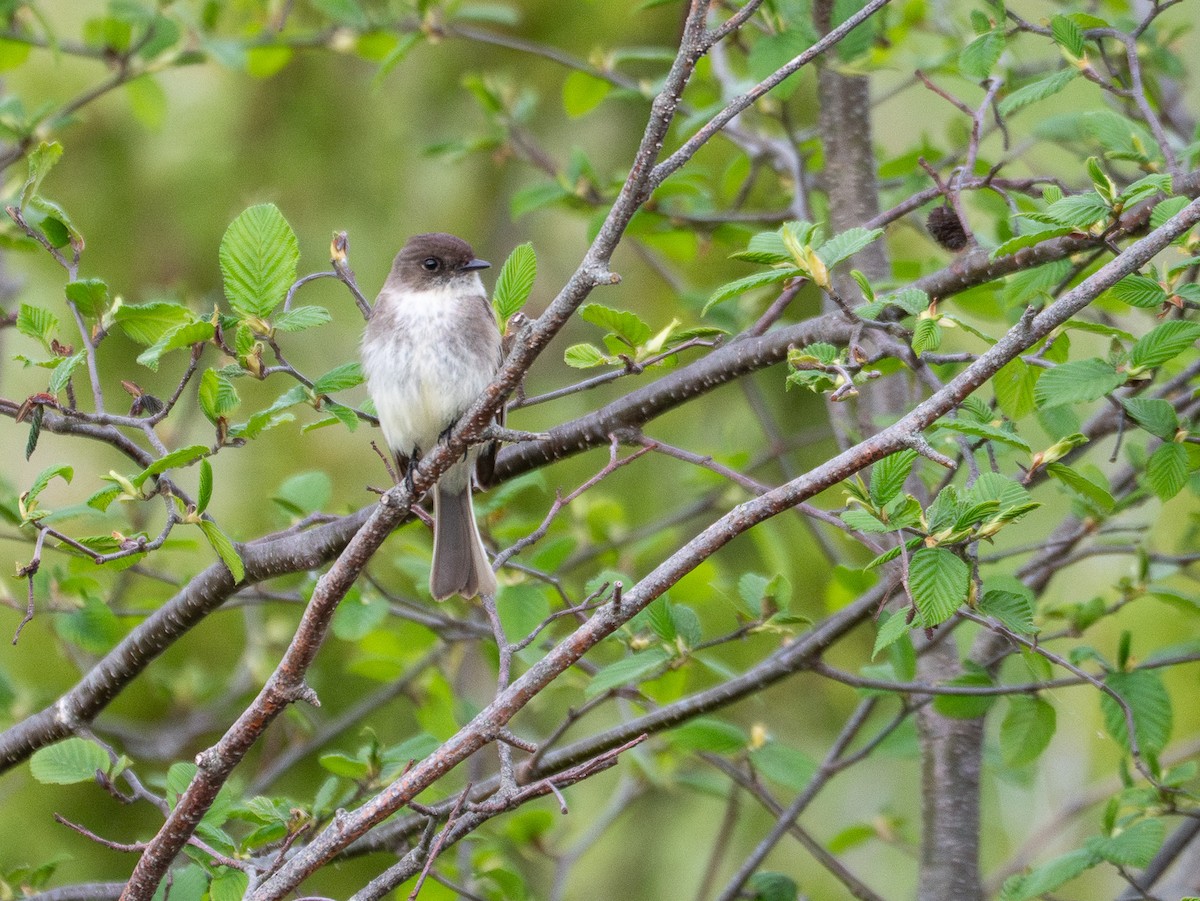 Eastern Phoebe - grizzly marmot