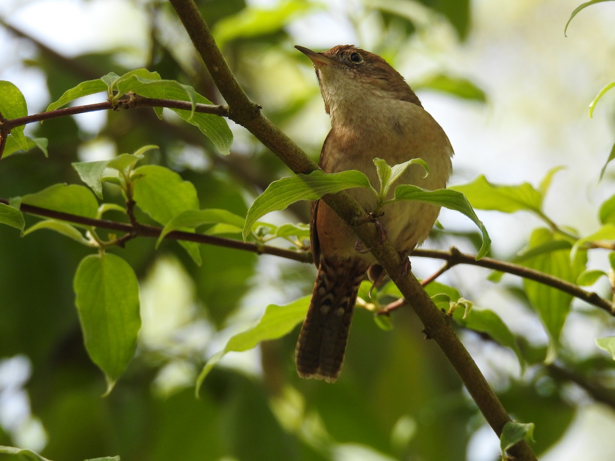 Northern House Wren - Max Francioni