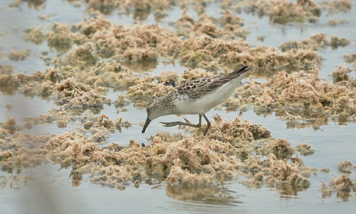 Least Sandpiper - Stephen Mann