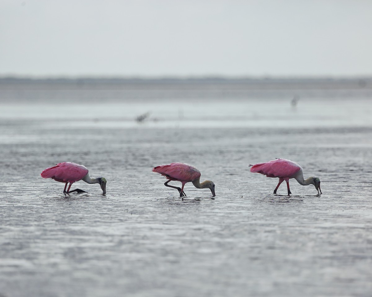 Roseate Spoonbill - Tasha Trujillo