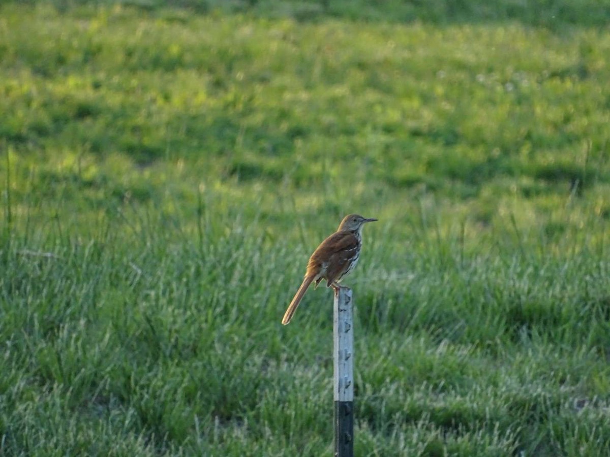 Brown Thrasher - Mike Roffman