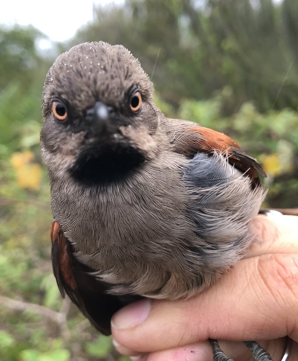 Red-shouldered Spinetail - LucianoNicolas Naka