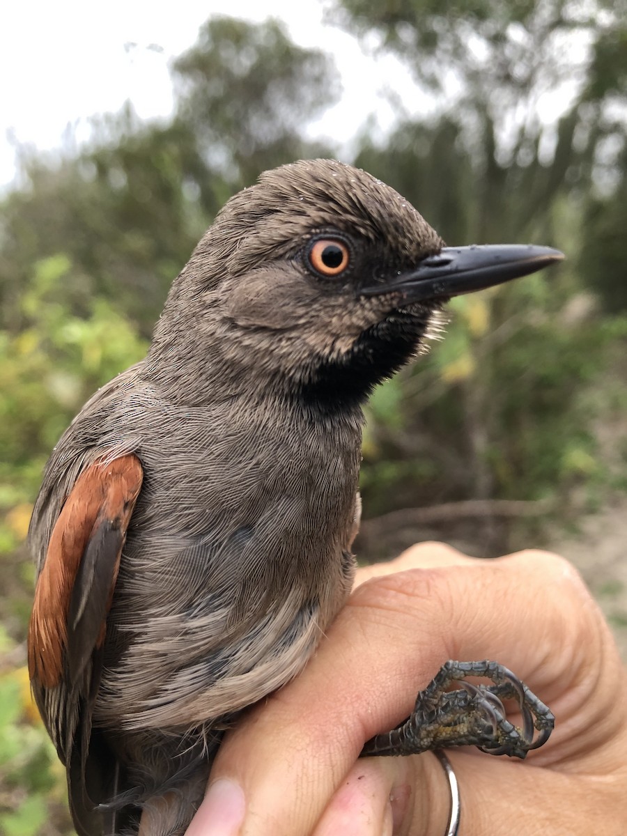 Red-shouldered Spinetail - LucianoNicolas Naka