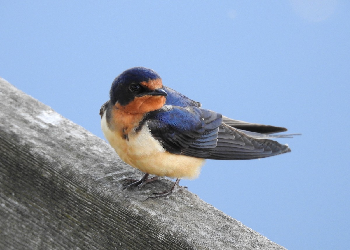 Barn Swallow - Max Francioni