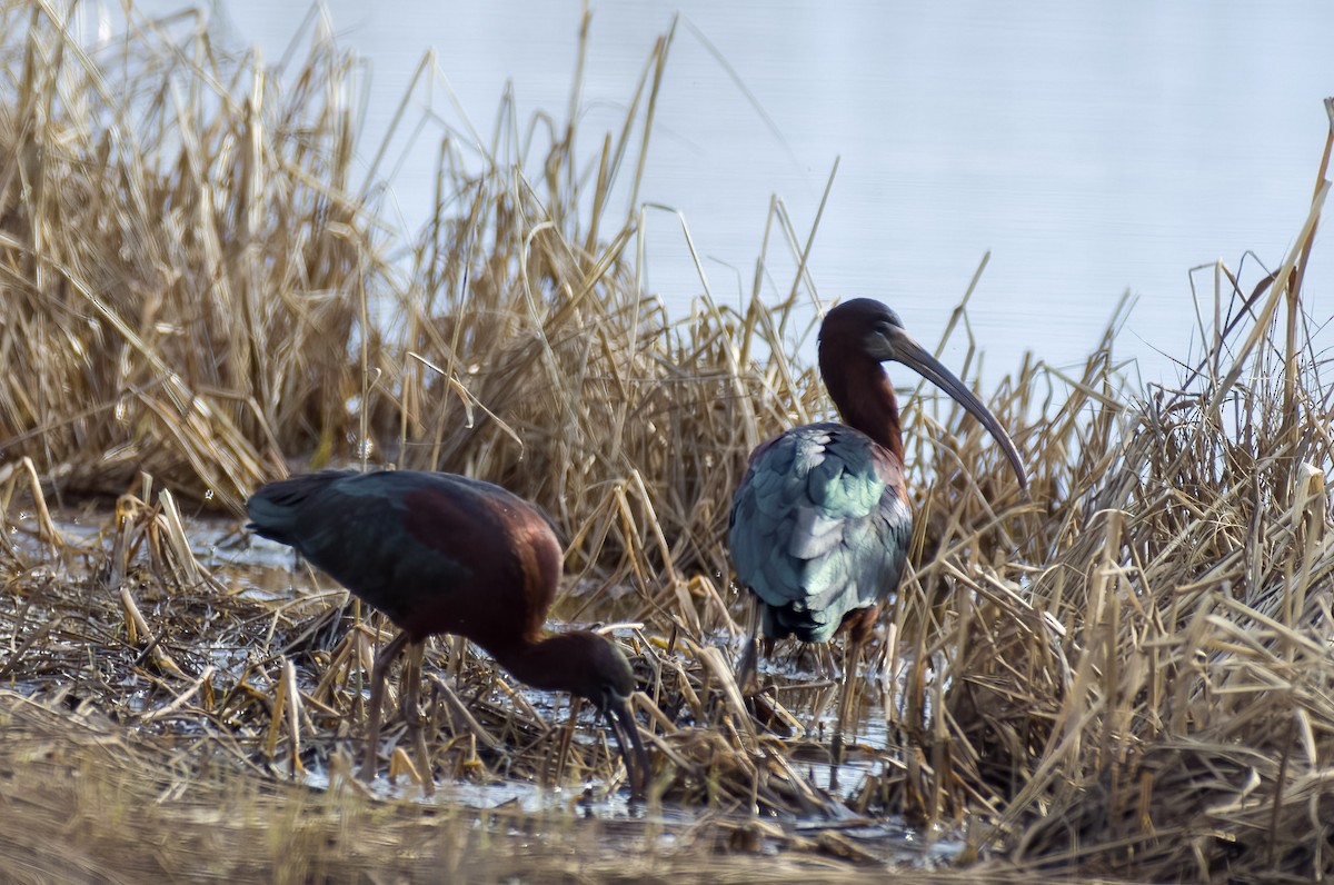 Glossy Ibis - Andrew Darcy