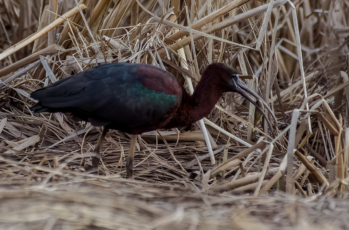 Glossy Ibis - Andrew Darcy