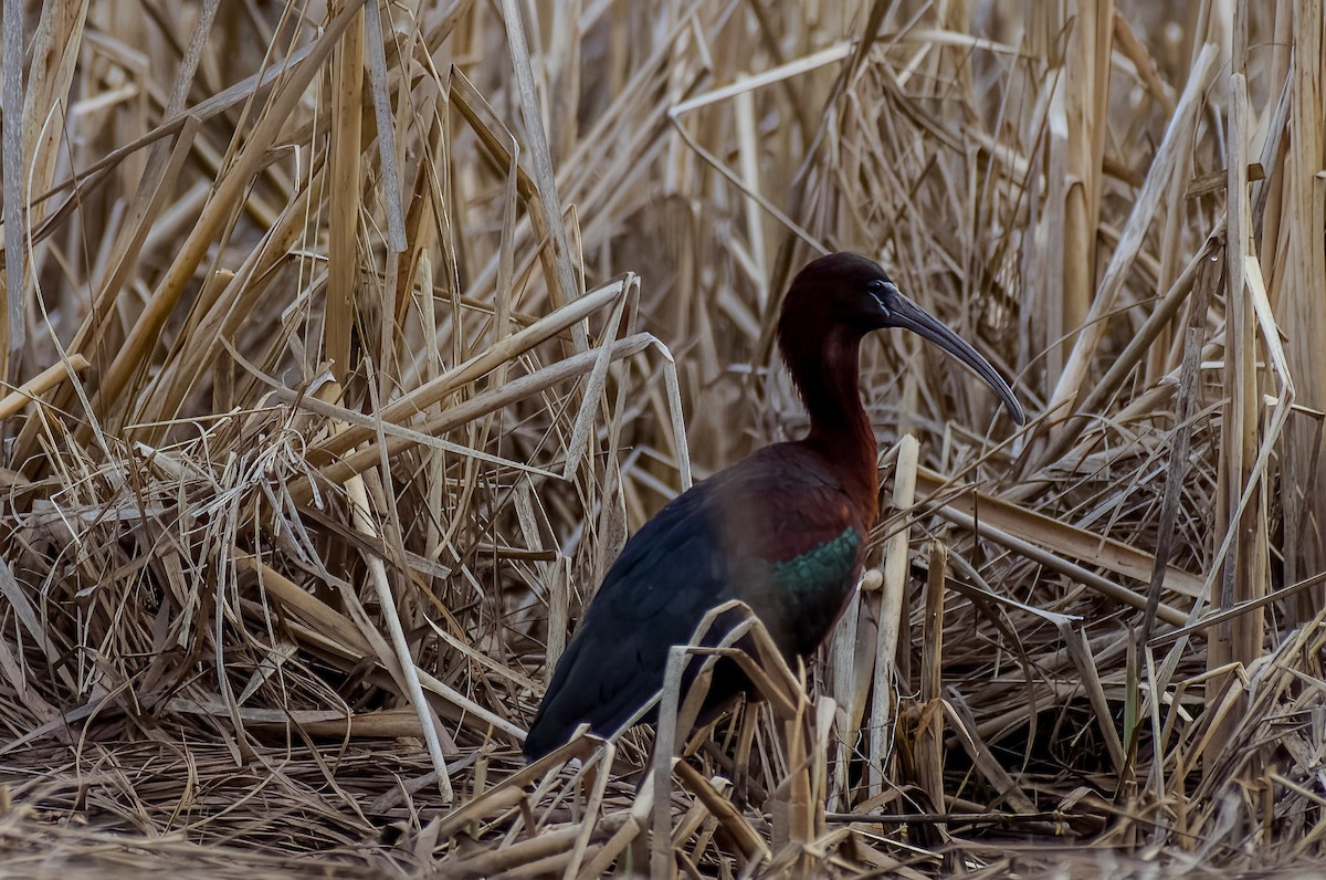 Glossy Ibis - ML619104445