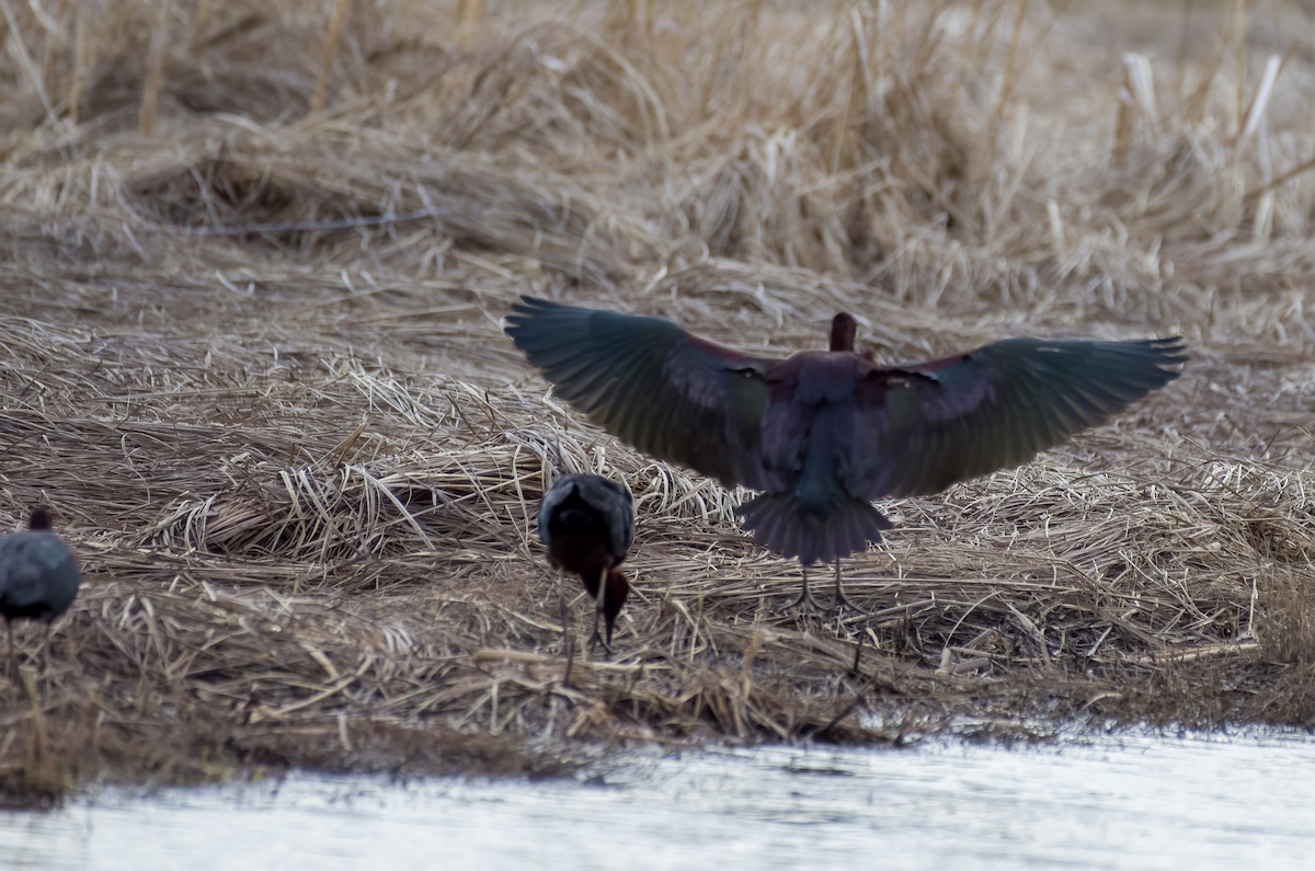 Glossy Ibis - Andrew Darcy