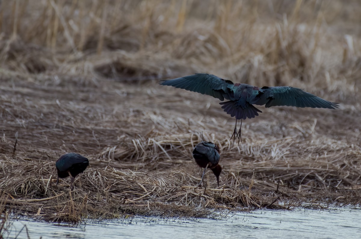 Glossy Ibis - ML619104448