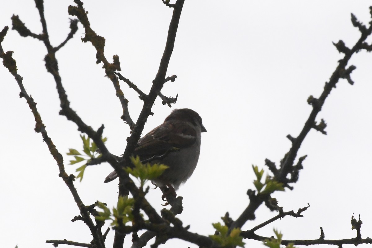 House Sparrow - Michael Louey