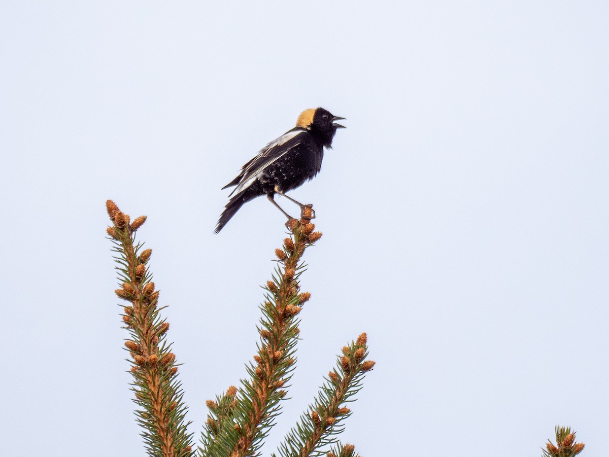 Bobolink - grizzly marmot