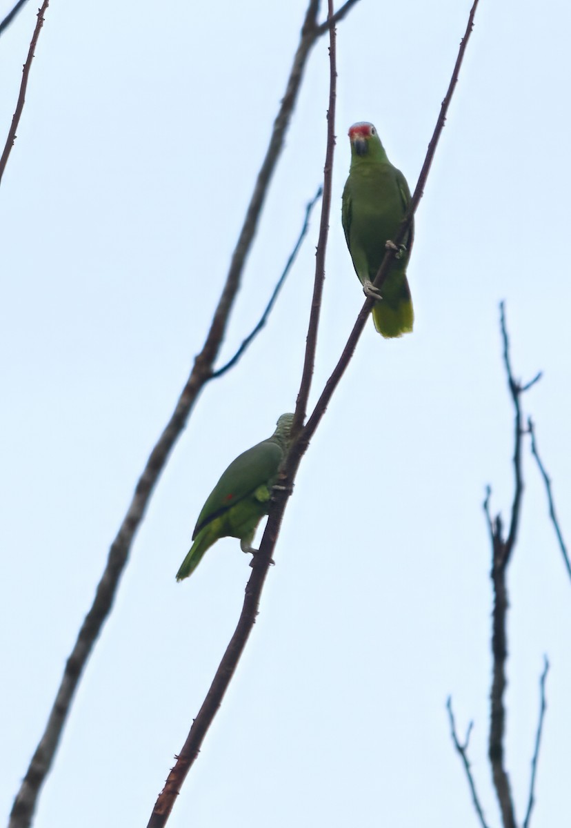 Red-lored Parrot - Barbara S