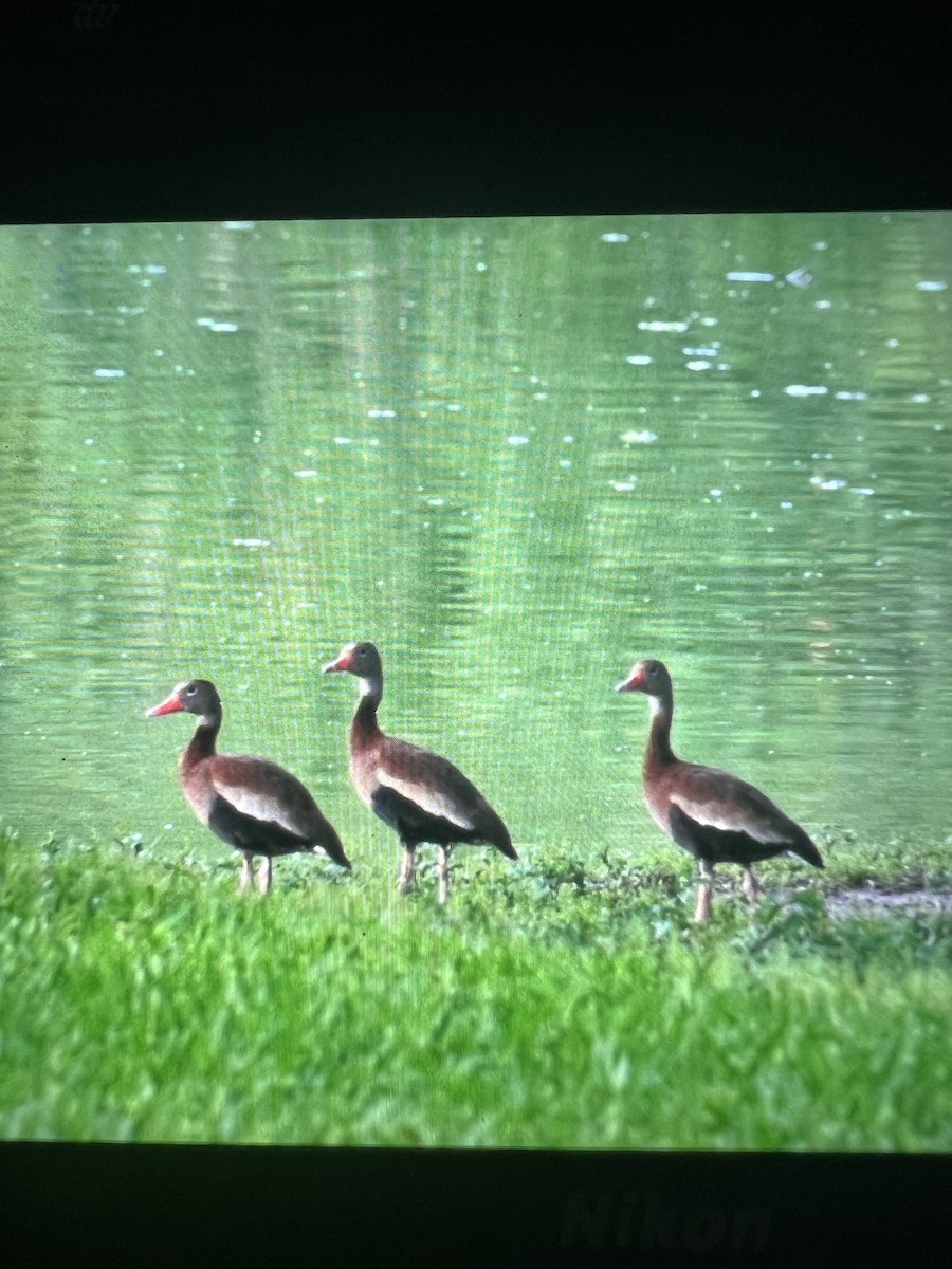 Black-bellied Whistling-Duck - ML619104481