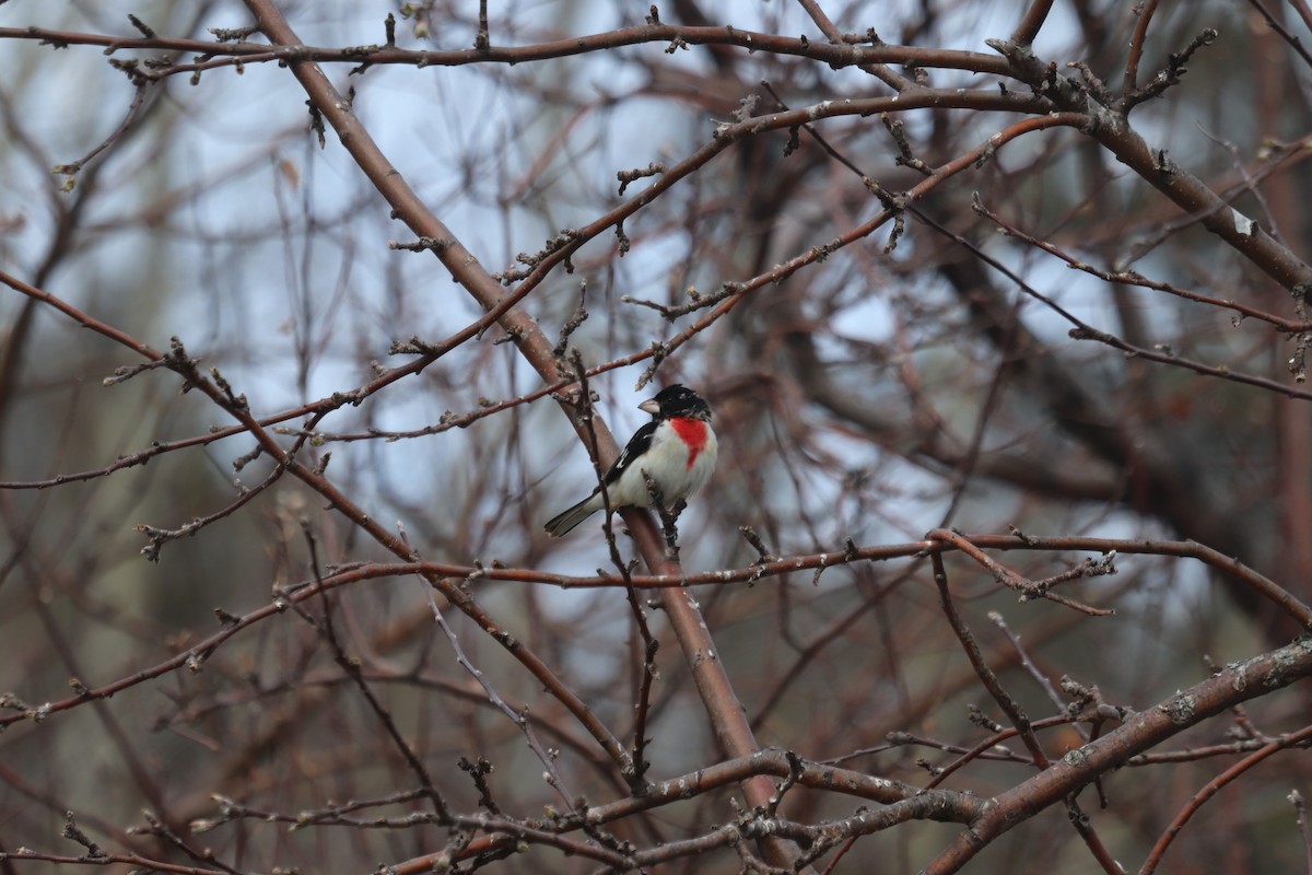 Rose-breasted Grosbeak - ML619104491