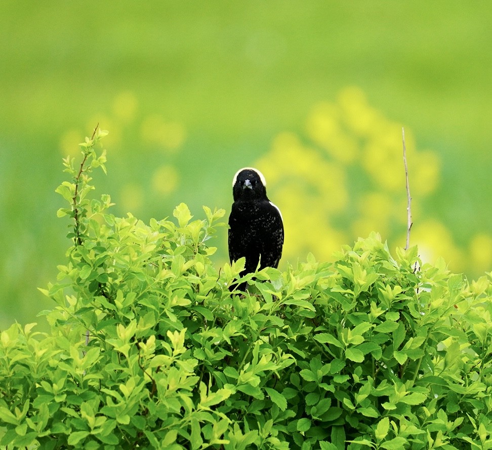 bobolink americký - ML619104506