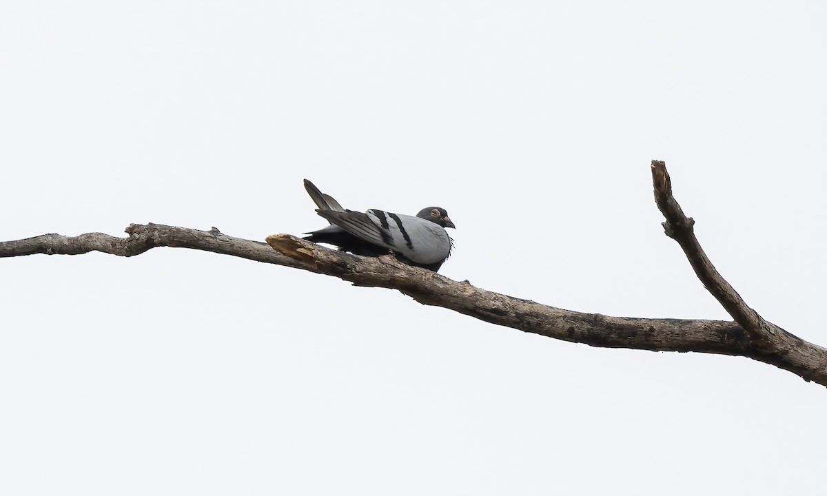 Rock Pigeon (Feral Pigeon) - ML619104518