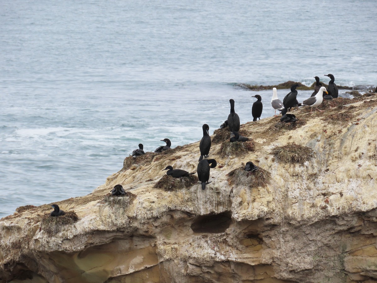 Brandt's Cormorant - ML619104533