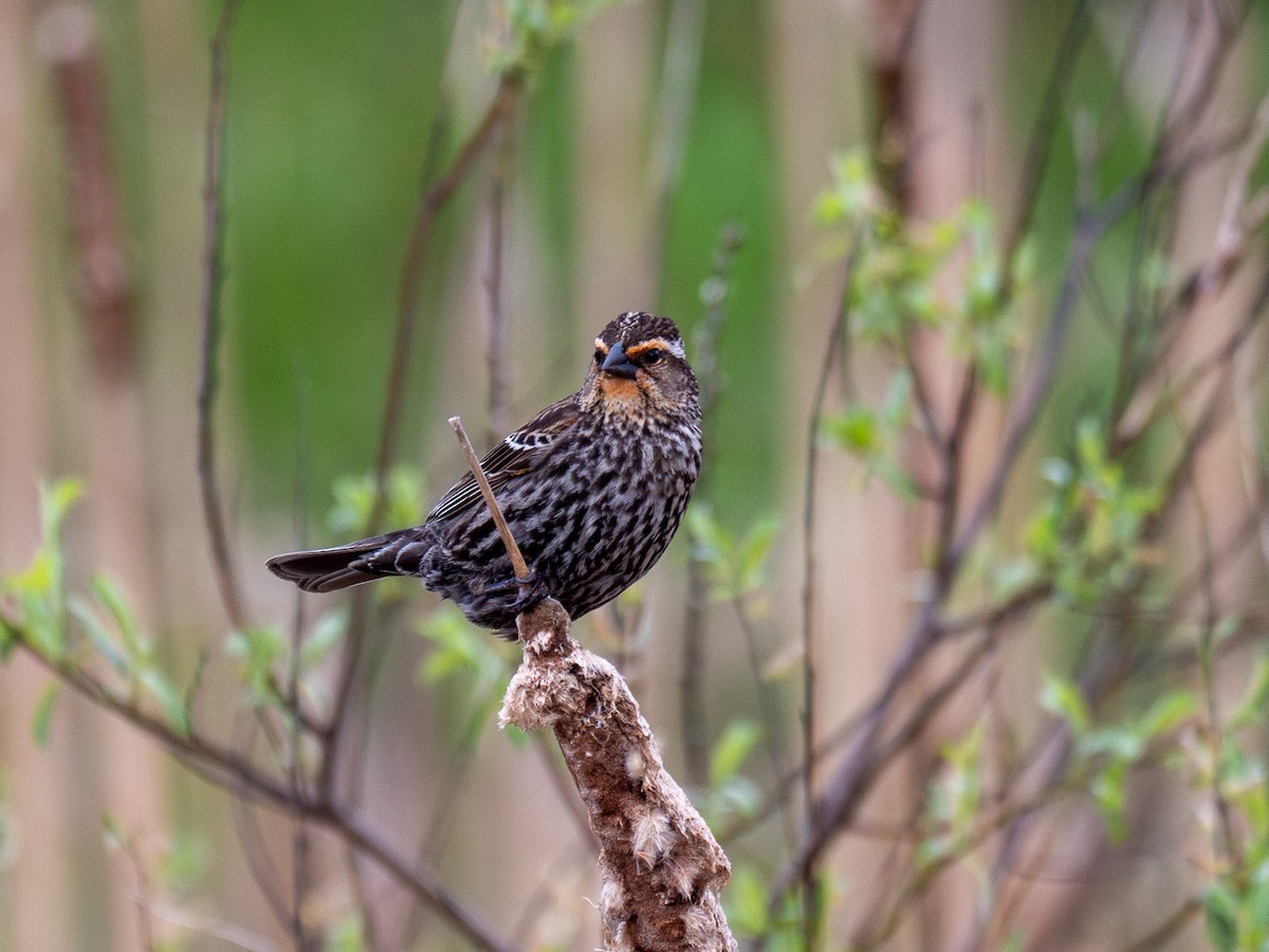 Red-winged Blackbird - grizzly marmot