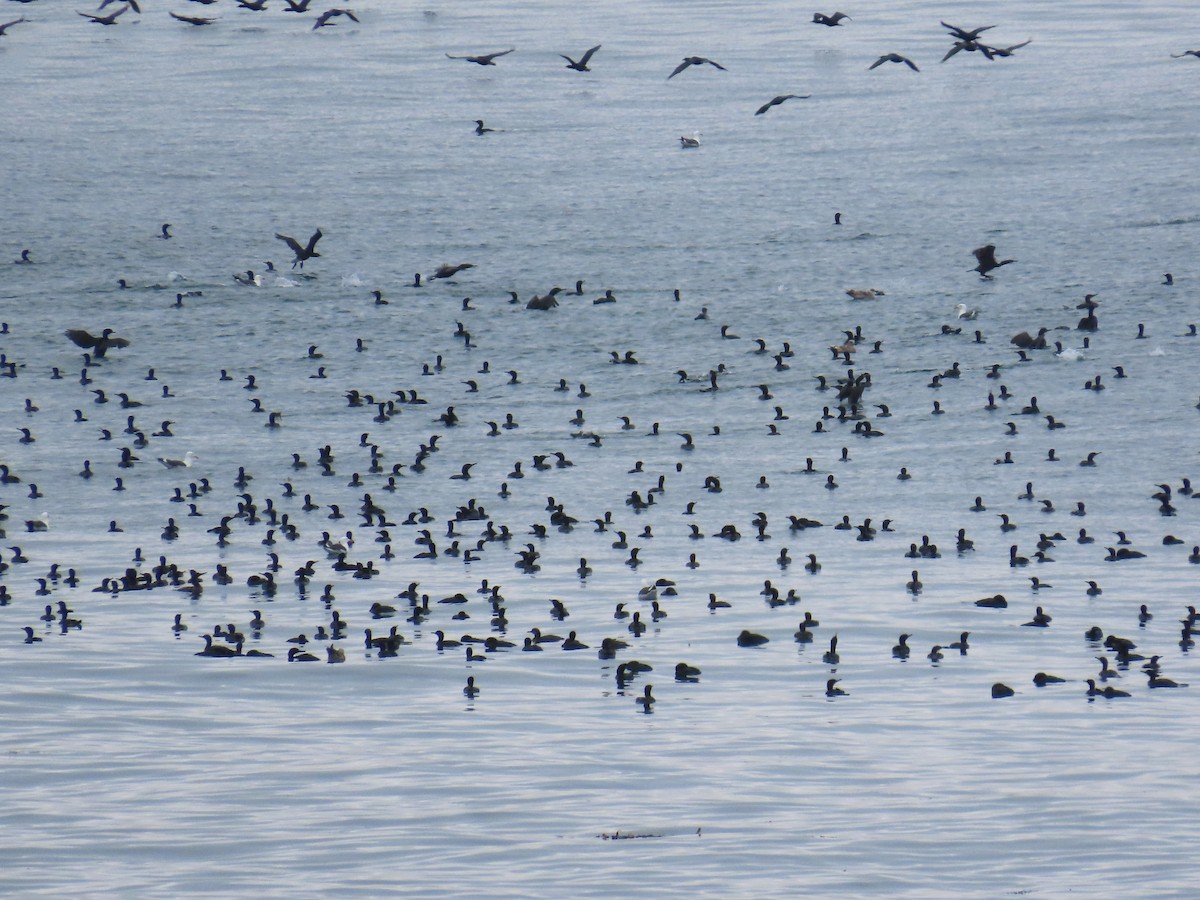 Brandt's Cormorant - ML619104537