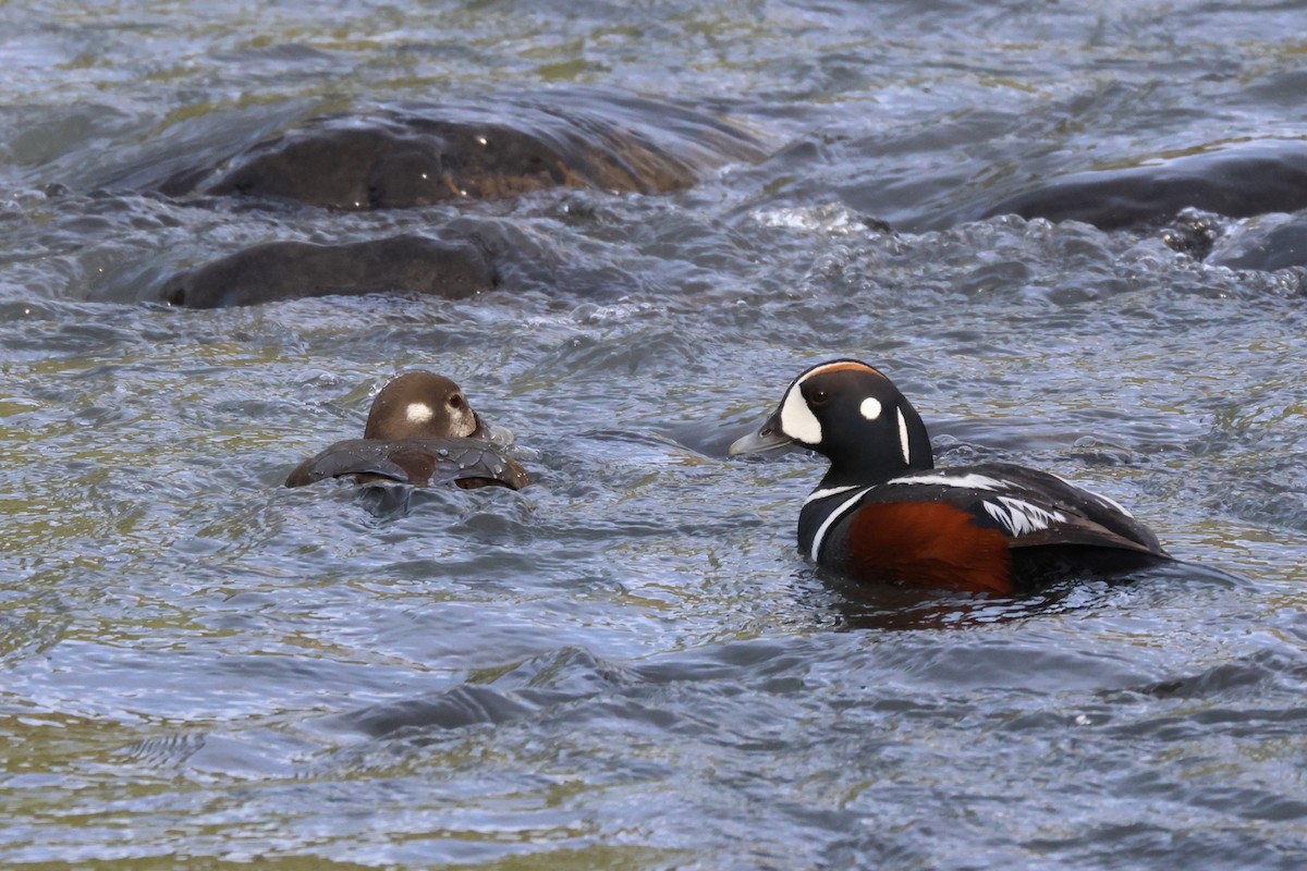 Harlequin Duck - James Cummins