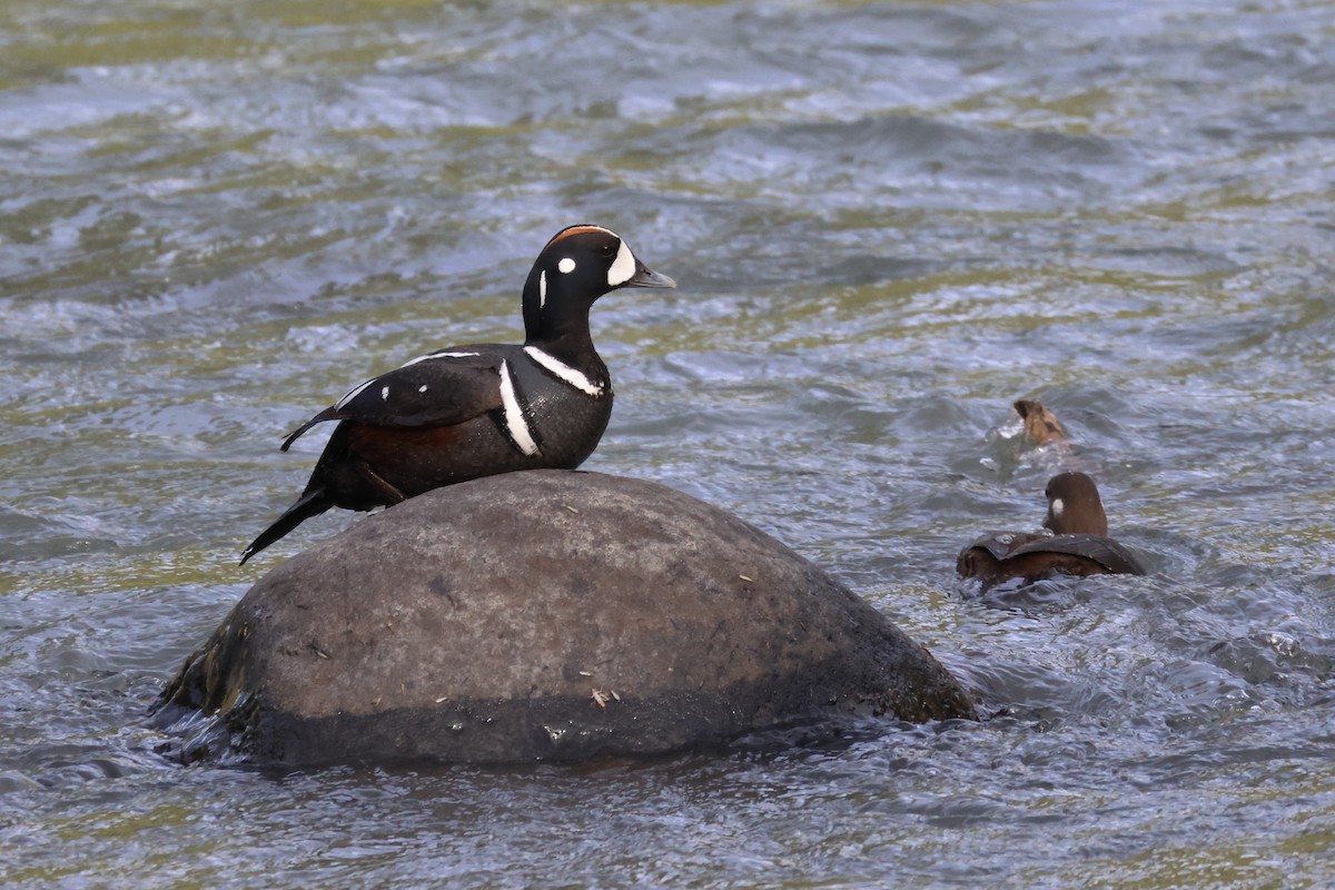 Harlequin Duck - James Cummins