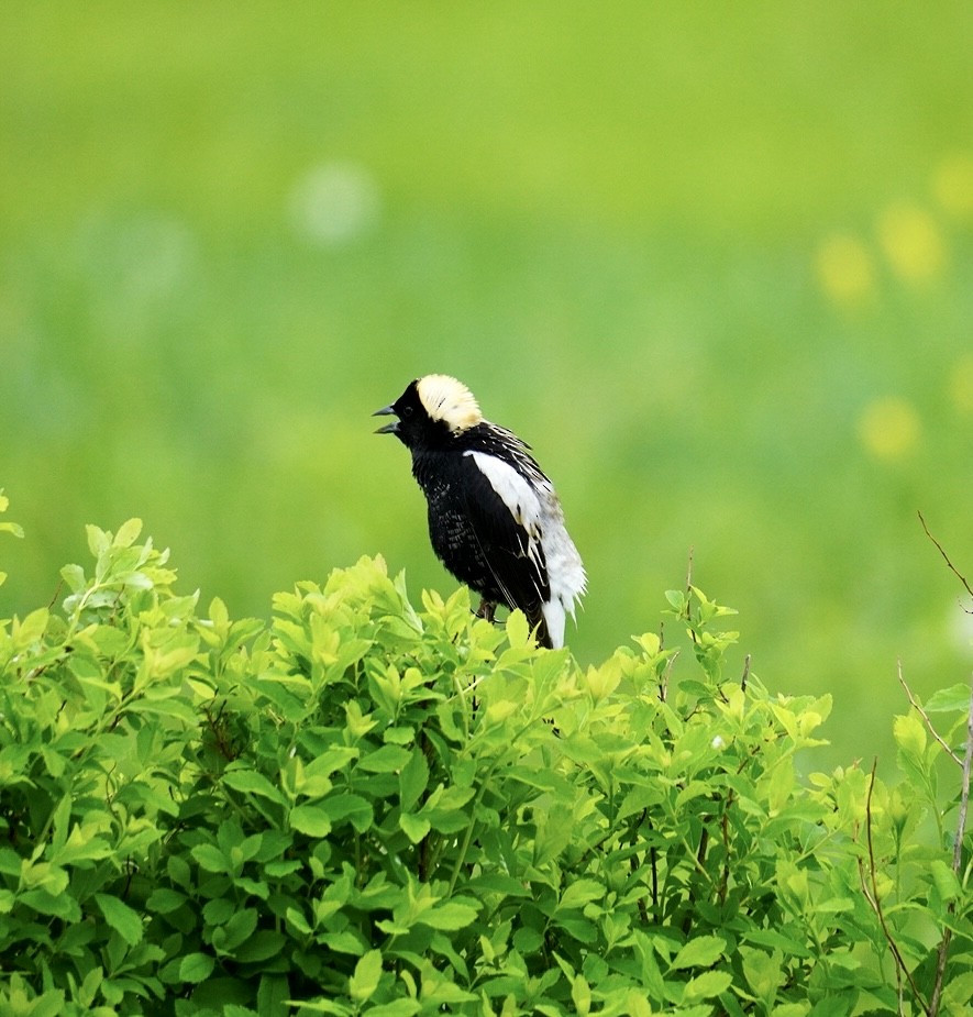 bobolink americký - ML619104564