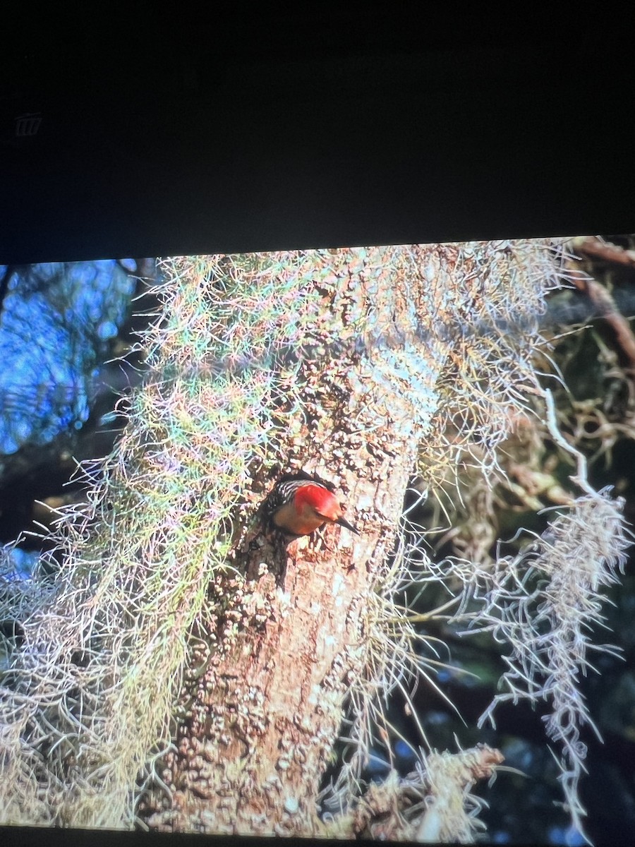 Red-bellied Woodpecker - ML619104565