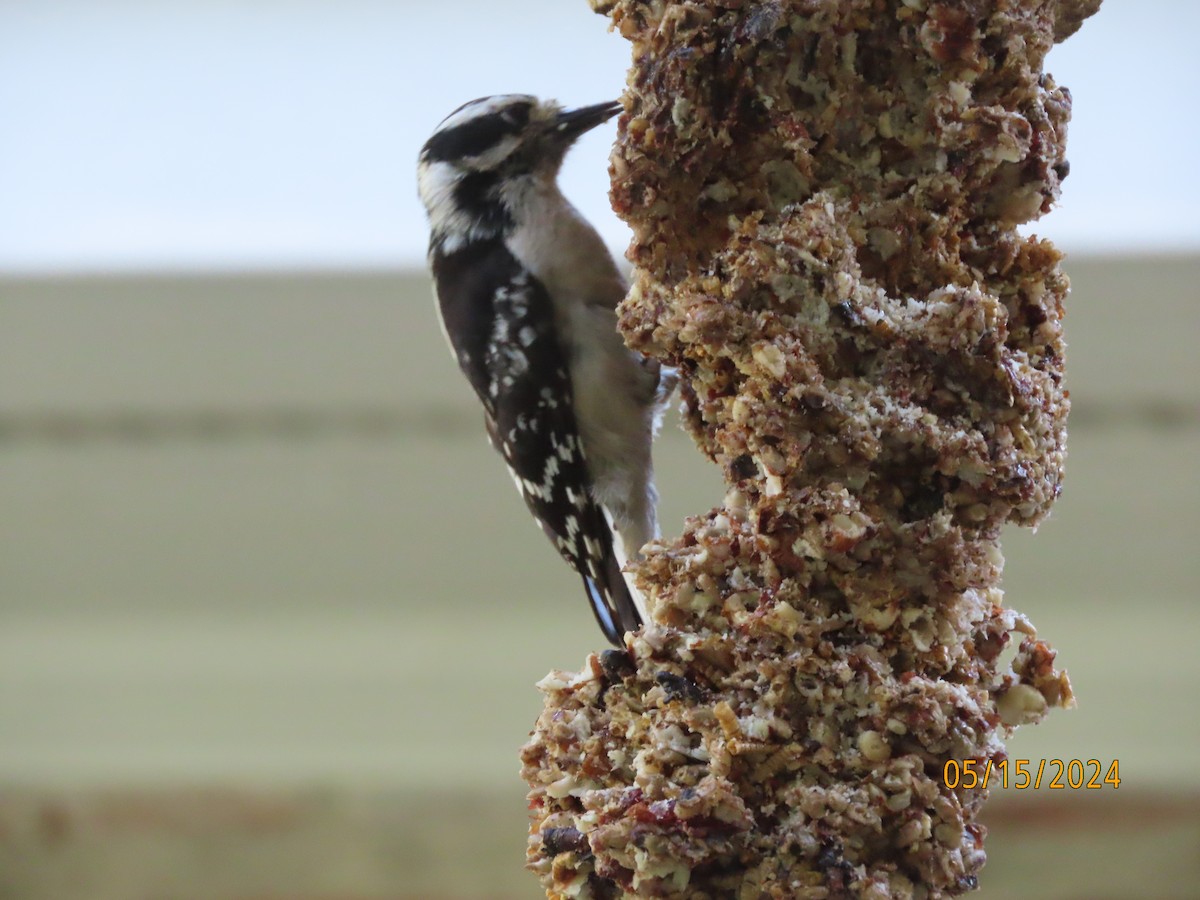 Downy Woodpecker - Susan Leake