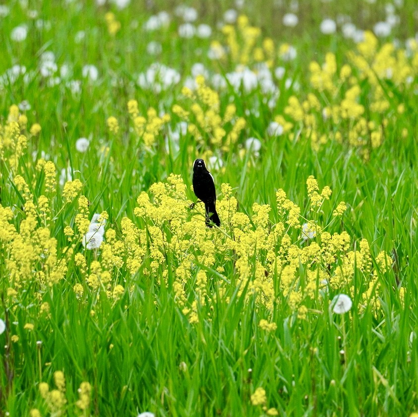 bobolink americký - ML619104576