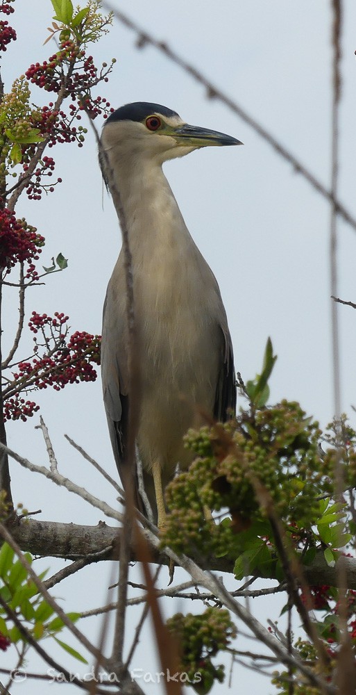 Black-crowned Night Heron - Sandra Farkas