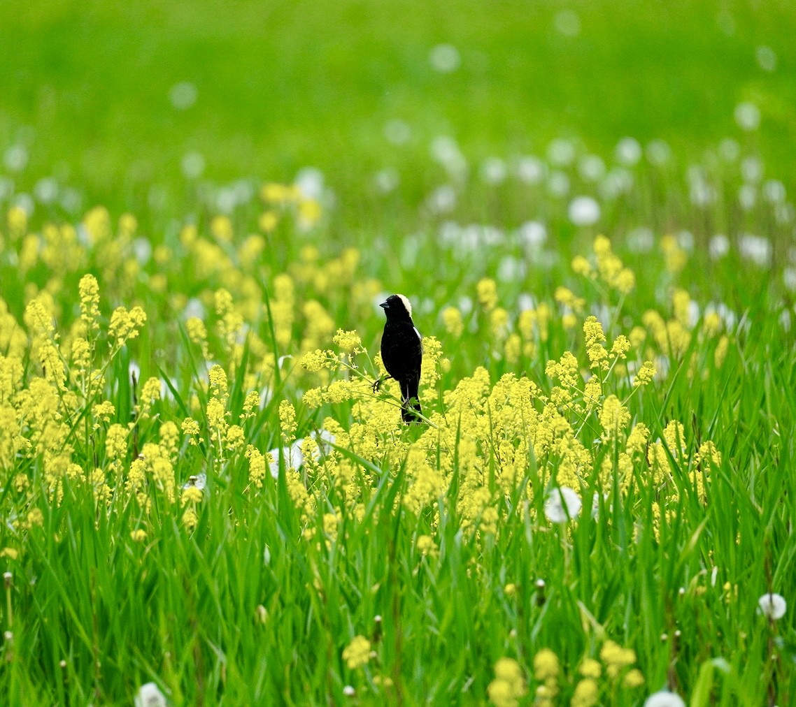 bobolink americký - ML619104598