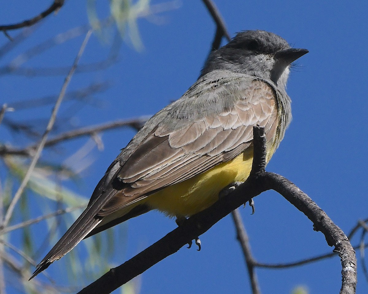 Western Kingbird - Ted Wolff