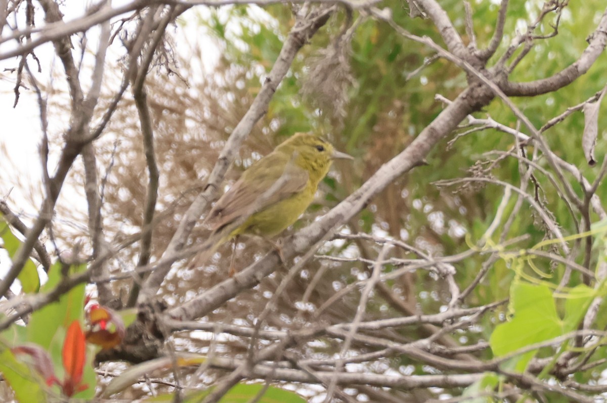 Orange-crowned Warbler - Millie and Peter Thomas