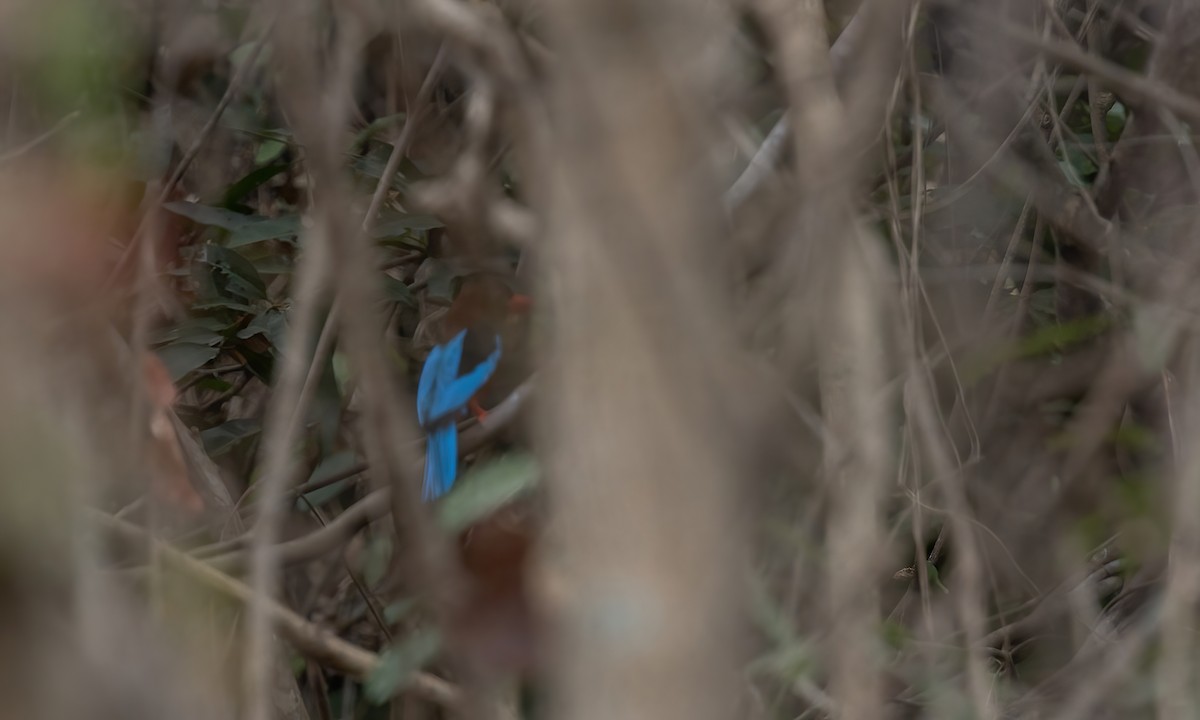 Brown-breasted Kingfisher - ML619104607