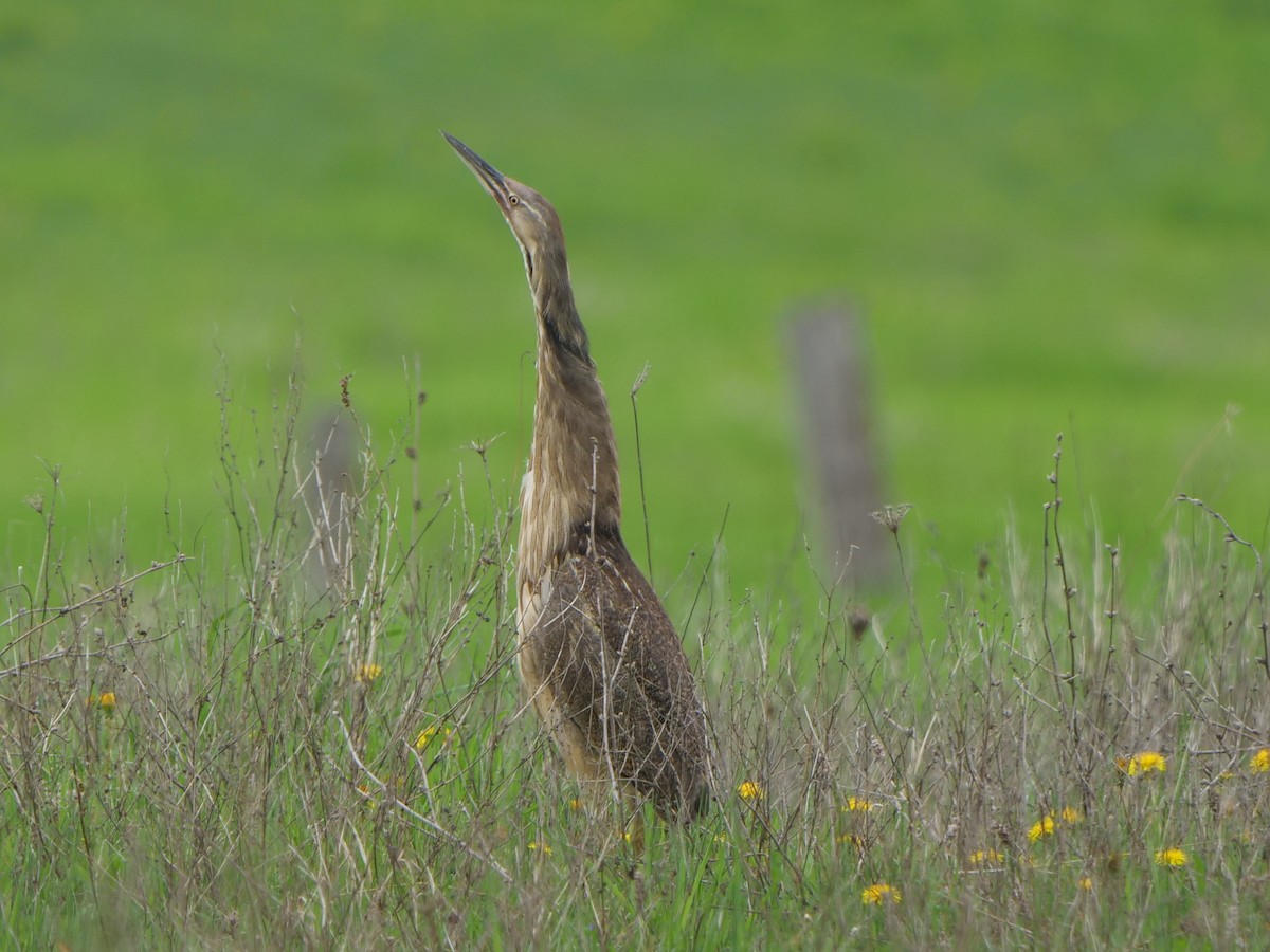 American Bittern - ML619104612