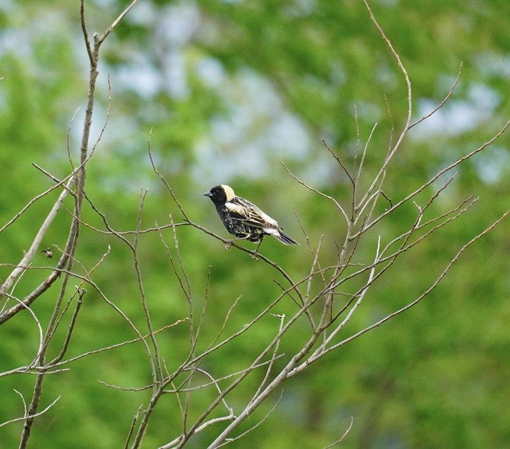 bobolink americký - ML619104619