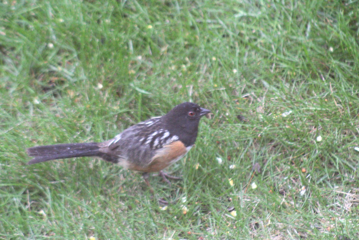 Spotted Towhee - Nolan Meyer