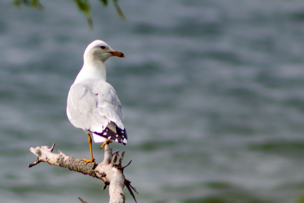 Ring-billed Gull - ML619104624