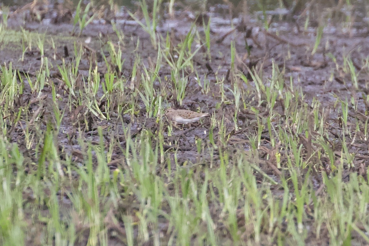 丹氏濱鷸 - ML619104626