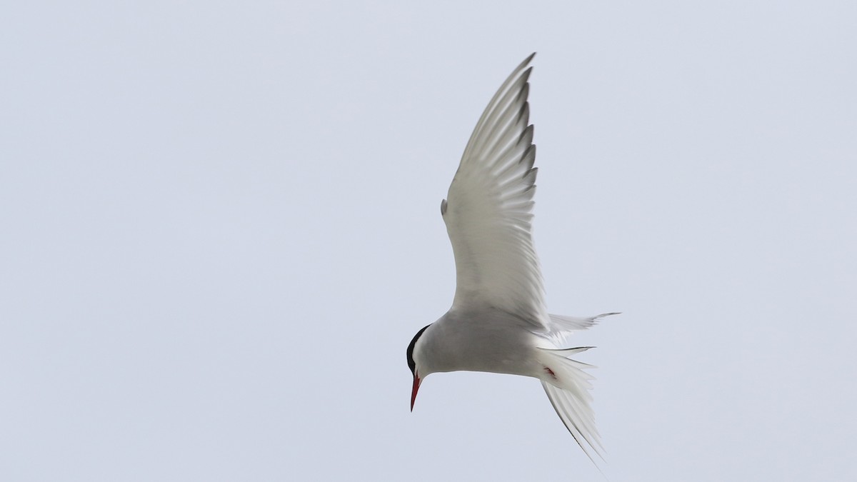Arctic Tern - Jim Sims