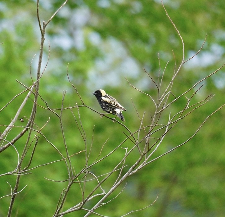 bobolink - ML619104642