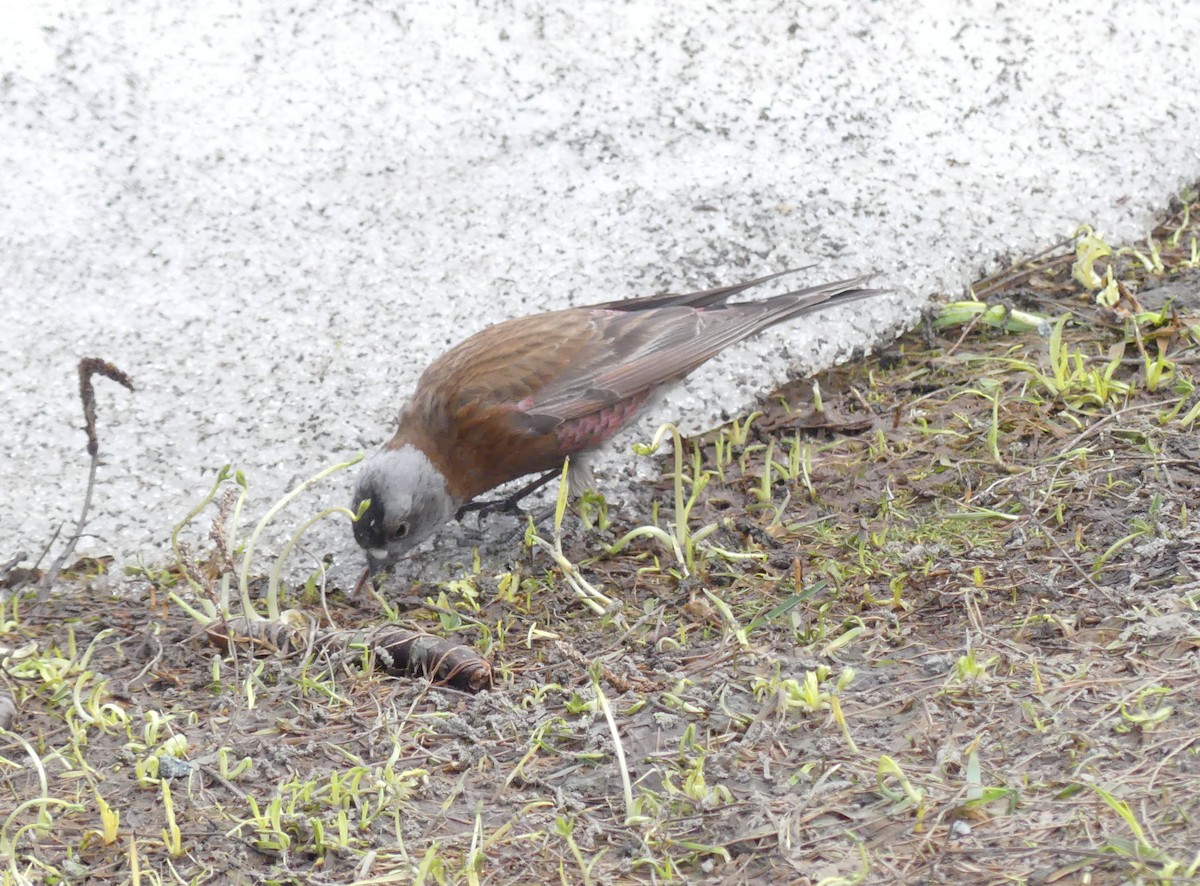 Gray-crowned Rosy-Finch - Bryan King