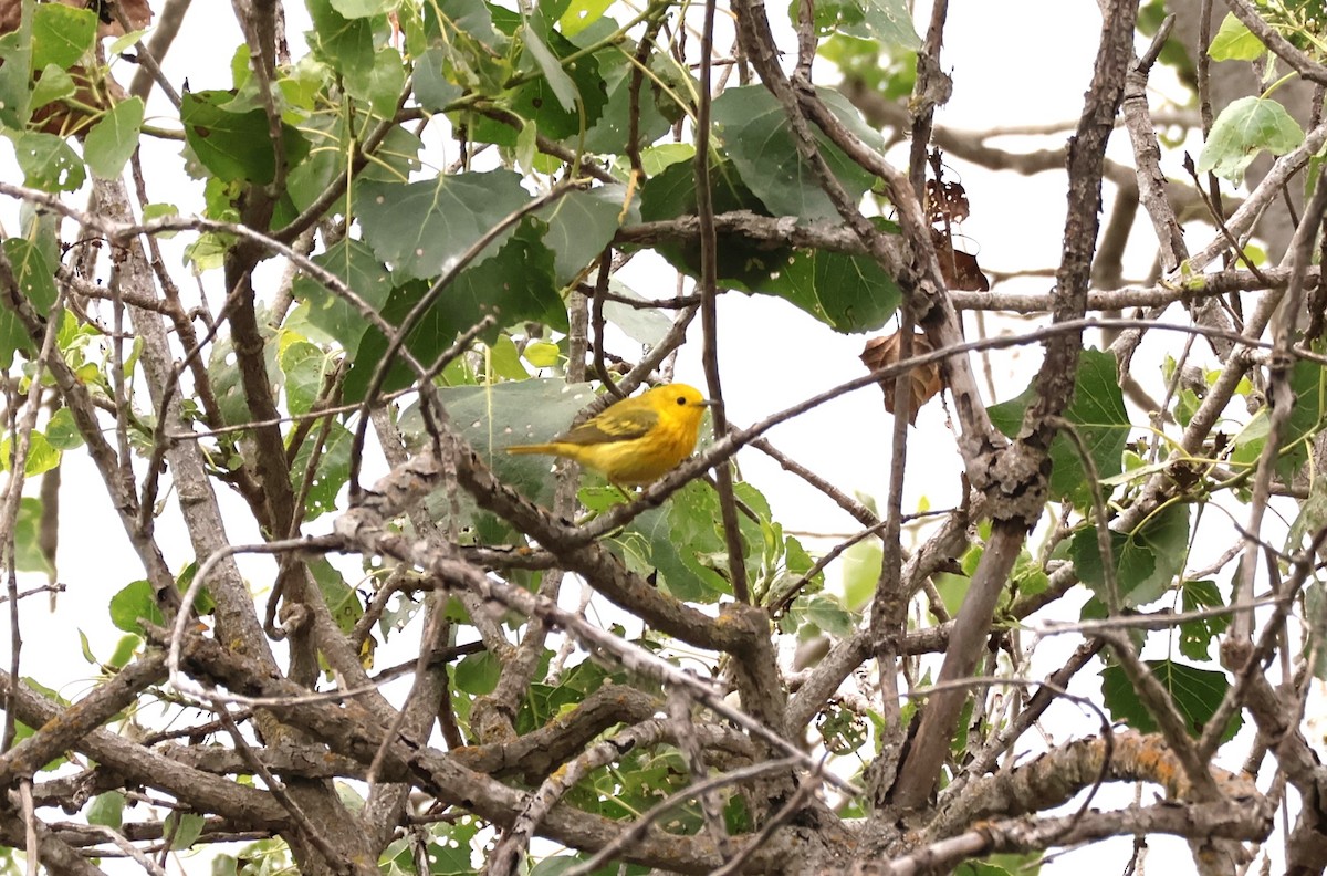 Yellow Warbler - Millie and Peter Thomas
