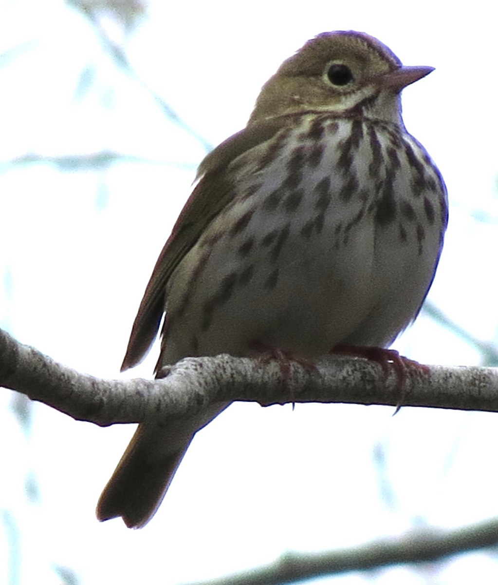 Ovenbird - James Hirtle