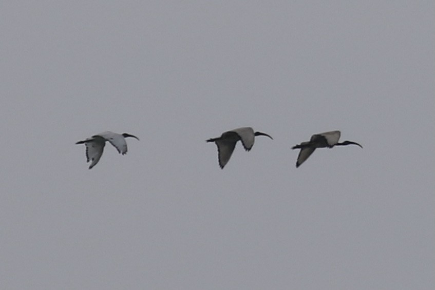 African Sacred Ibis - Pranav Kumar