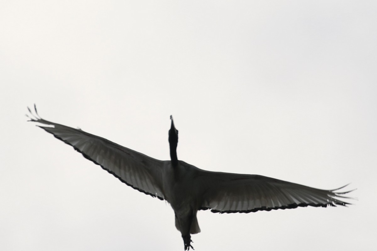 African Sacred Ibis - Pranav Kumar